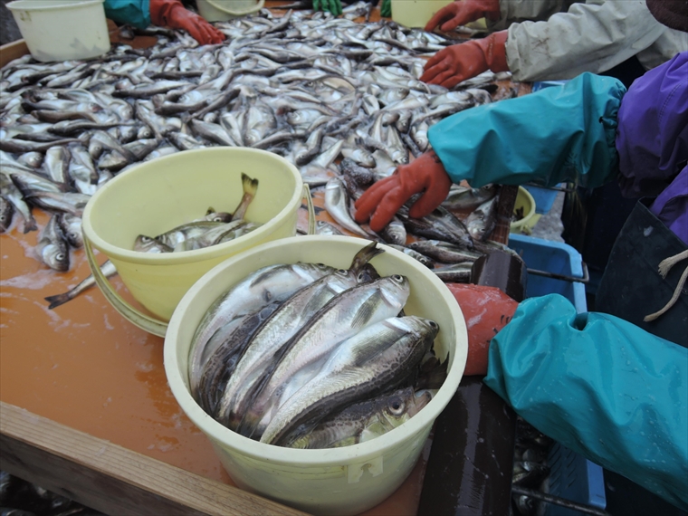 ハタハタ選別の様子